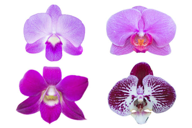 istock orchid flower isolated on white background 1127057852