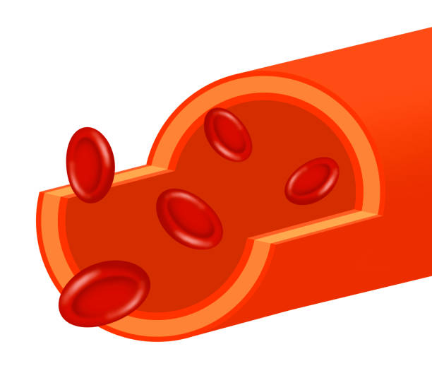 Aspect of the blood vessel This is the aspect of the blood vessel. tunica adventitia stock illustrations