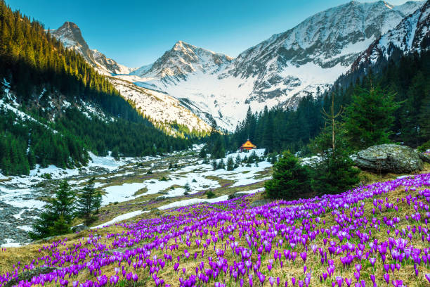 紫色のクロッカスの花と雪に覆われた山脈、ルーマニア ・ トランシルバニア フィールド - spring crocus temperate flower european alps ストックフォトと画像