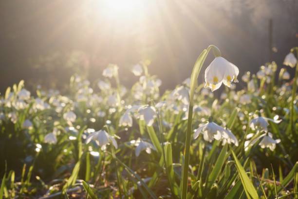Spring flowers in the morning light Snowdrops ans snowflakes leucojum vernum stock pictures, royalty-free photos & images
