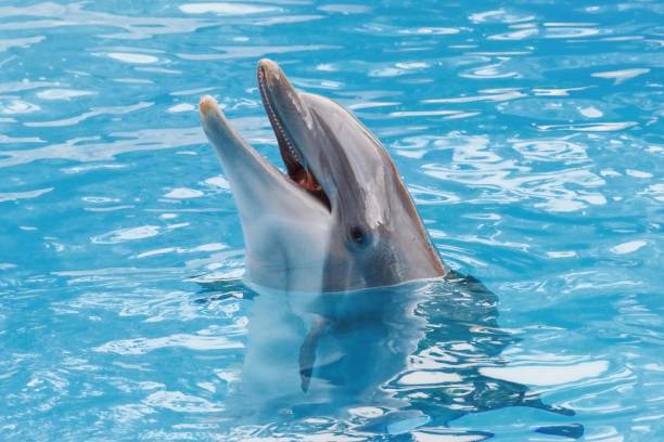 delfino di bootlenose sulla superficie blu sorridente - happy dolphin foto e immagini stock