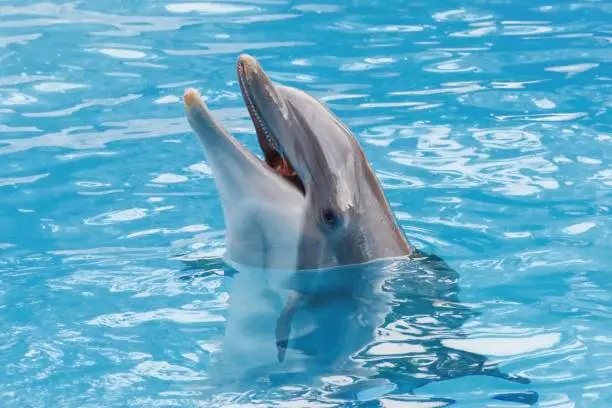 Photo of Bootlenose dolphin on the blue surface smiling