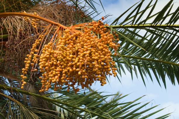 istock Rich cluster if ripe dates on the palm 1127060078