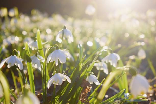 istock Spring flowers in the morning light 1127060089