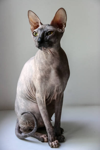 istock gray sphinx cat sits on a white window sill and looks into the frame 1127063371