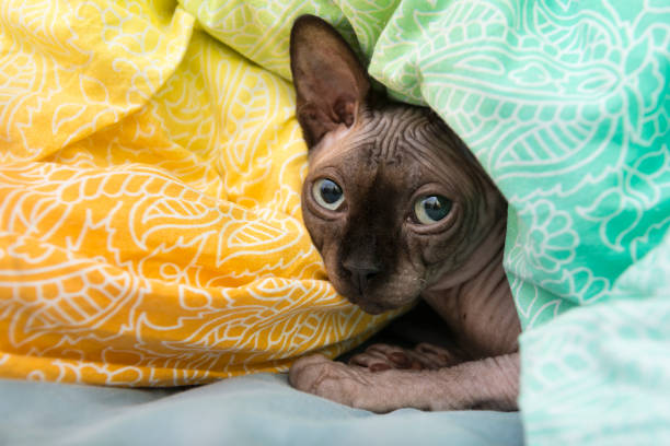 istock bald cat face, wrinkled skin, Sphynx, pet 1127063456