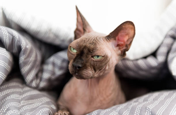 istock Canadian Sphynx cat looks with narrowed eyes, bald cat muzzle, pet 1127063517