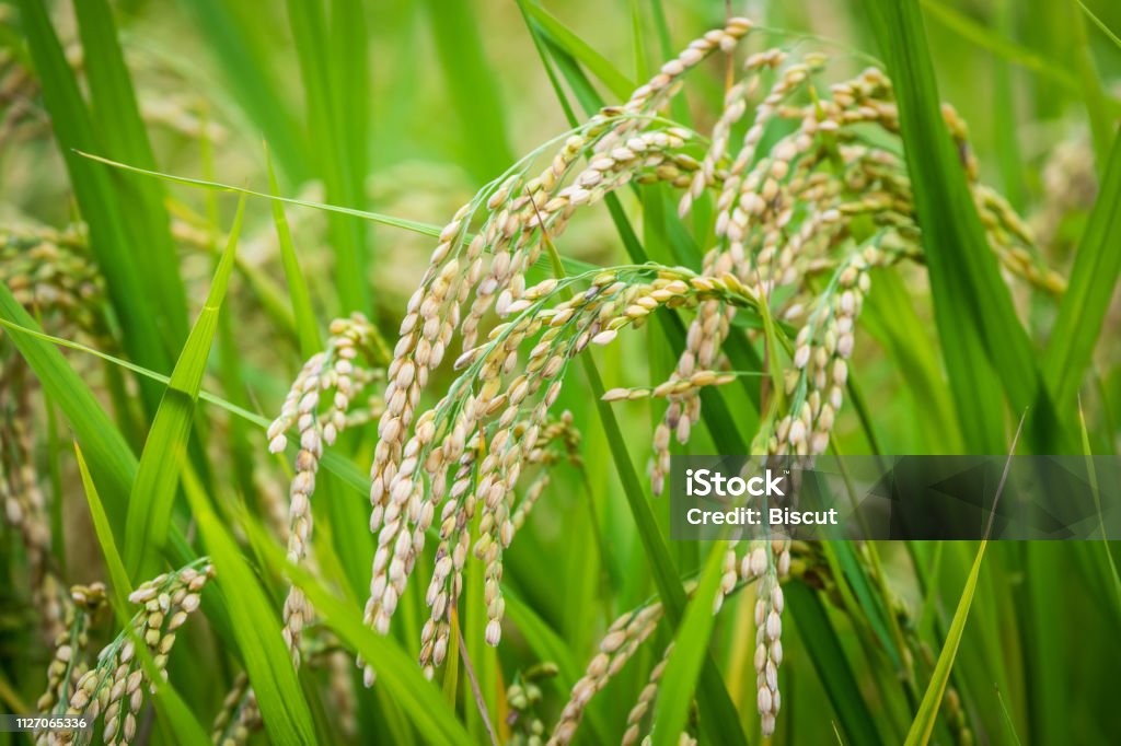 Rice Grains, Medium Close-up A medium close-up of rice grains, ready for harvest during September in a rice field in rural Fukuoka, Japan Agriculture Stock Photo