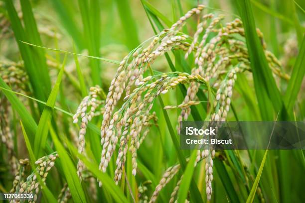 Rice Grains Medium Closeup Stock Photo - Download Image Now - Agriculture, Japan, Rice - Cereal Plant