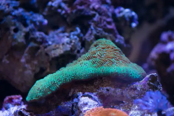 coral favia