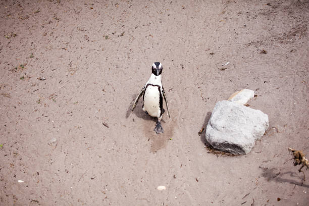 istock Cute little African penguin (Spheniscus demersus) 1127069393