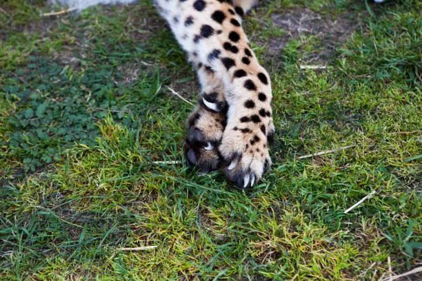 Photo of Close up of sleeping cheetah's paws