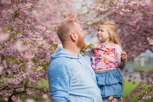 Beautiful blonde dutch daughter and redhead bearded father together in a Cherry Blossom Forest