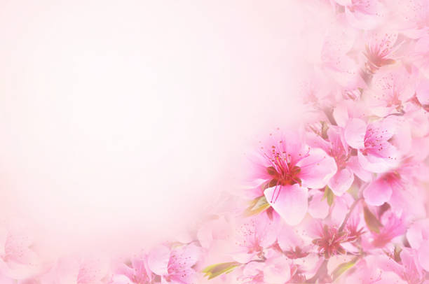istock Spring blossom or summer blossoming rose (rosehip) 1127072450
