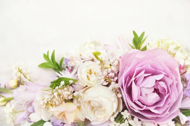 istock Summer blossoming delicate rose on blooming flowers 1127072547