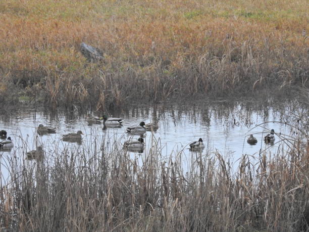 istock Mallard Ducks and Water Fowls 1127072651
