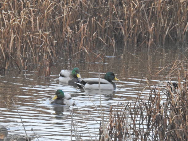 istock Mallard Ducks and Water Fowls 1127072795
