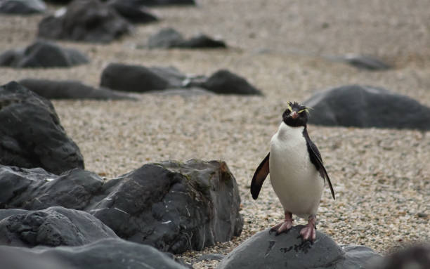 lone fiordland crested penguin on a rock - smoking issues fotos imagens e fotografias de stock