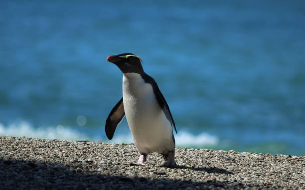 Lone Fiordland crested penguin on a deserted beach stock photo