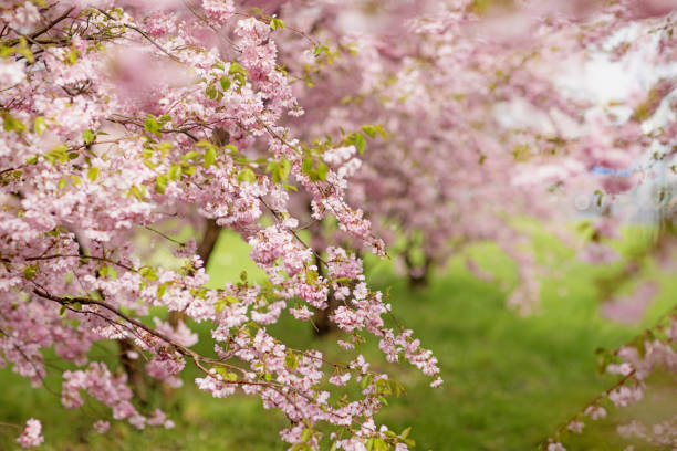 桜の花の森 - cherry tree fruit tree meadow spring ストックフォトと画像