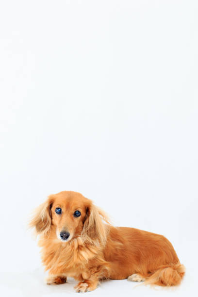 ritratto di bassotto - dachshund foto e immagini stock