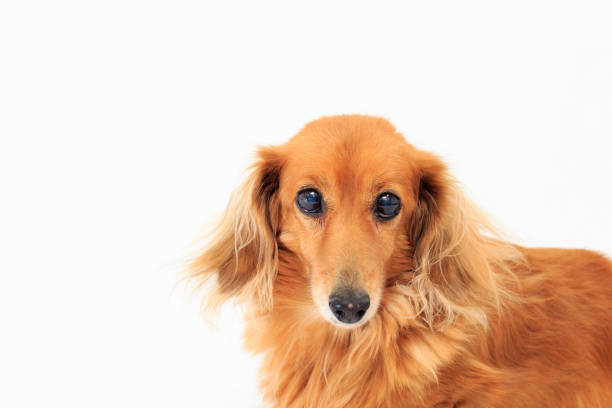 istock Portrait of Dachshund 1127074992