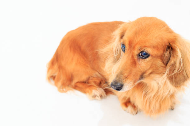 istock Portrait of Dachshund 1127074999