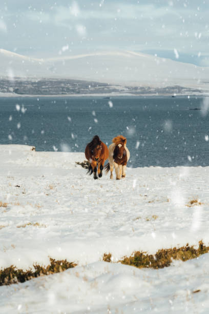 caballos islandeses cerca del mar en islandia - horse iceland winter snow fotografías e imágenes de stock