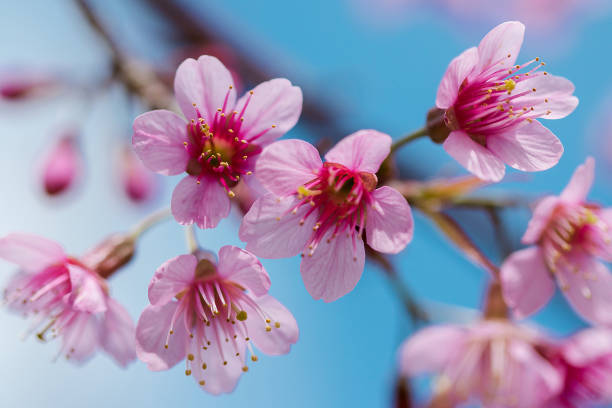 istock Prunus cerasoides are beautiful pink in nature. 1127076018