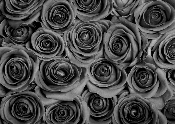 istock Many roses suitable for background Valentine's 1127076954