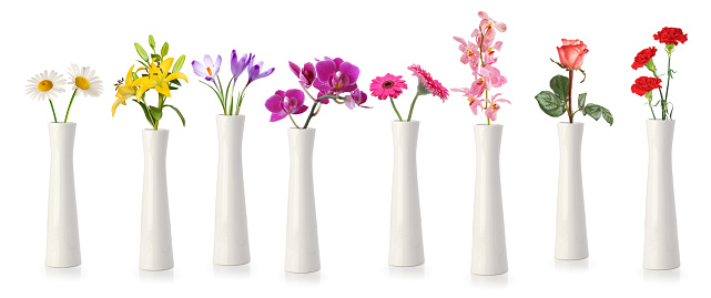 Flowers in tall white vases isolated on white