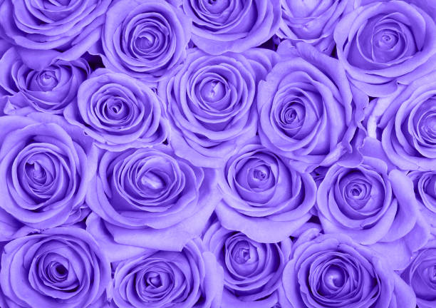 istock Many roses suitable for background Valentine's 1127076957