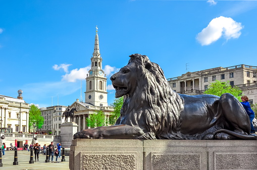 London, UK - April 2018: Trafalgar square lion at Nelson column