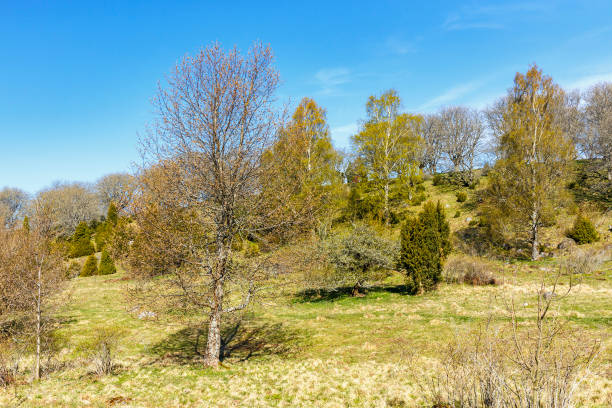 istock Trees in a beautiful sunny spring landscape 1127078150