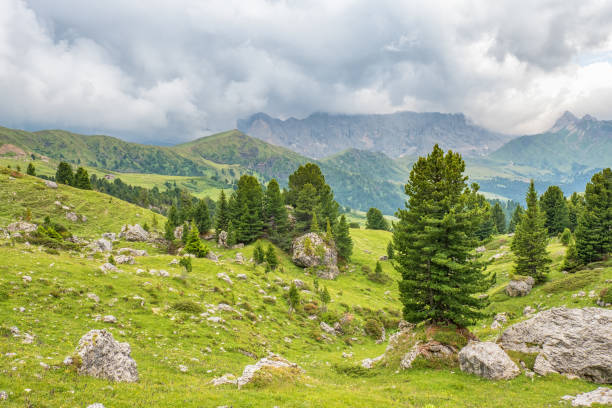 istock Pine trees at a meadow with boulders in the dolomites 1127078366