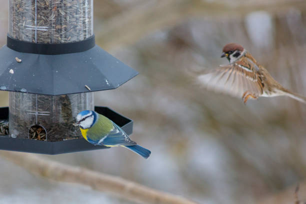 istock Cyanistes caeruleus Eurasian blue tit 1127079364