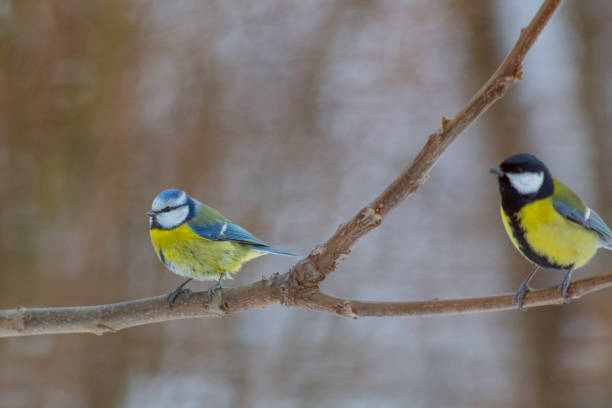 istock Cyanistes caeruleus Eurasian blue tit 1127079377