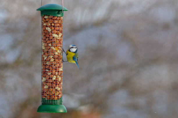 istock Cyanistes caeruleus Eurasian blue tit 1127079391