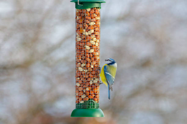 istock Cyanistes caeruleus Eurasian blue tit 1127079419