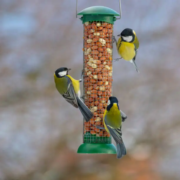 Photo of Great Tit on a bird table