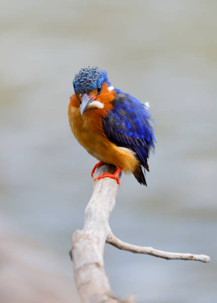 Madagascar beautiful bird kingfisher, Corythornis vintsioides, sitting on a branch. Ankarafantsika National Park, Madagascar wildlife, Africa