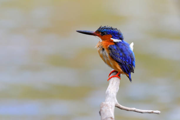 istock beautiful bird kingfisher, madagascar 1127079641
