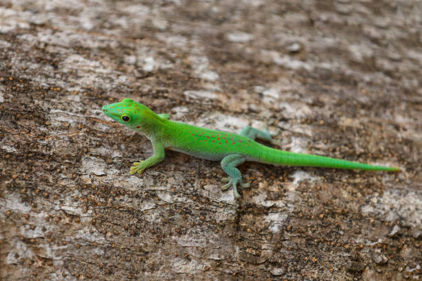 istock day gecko Phelsuma Madagascar wildlife 1127079660