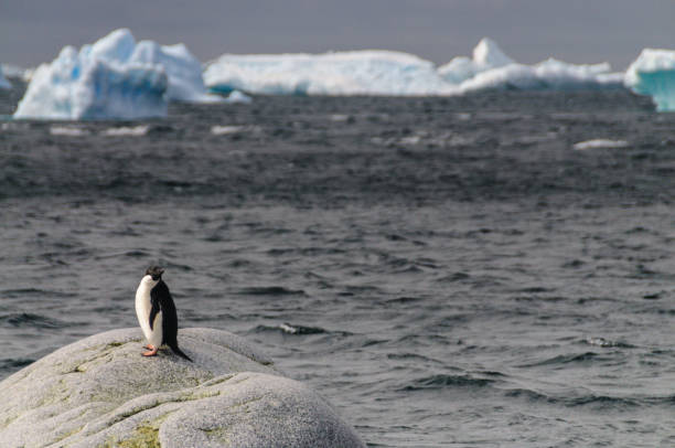 istock Adelie Penguins on Paulet Island 1127080265