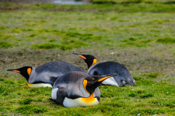istock King Penguins on Salisbury plains 1127080284
