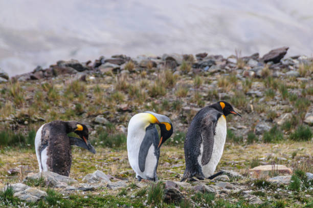 três pinguins rei na baía de fortuna - south georgia falkland islands mode of transport nature - fotografias e filmes do acervo