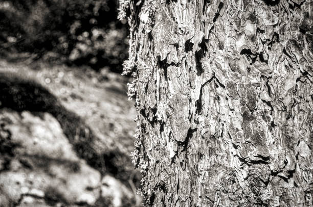 bark in black and white a black and white close-up of the bark of a tree image en noir et blanc stock pictures, royalty-free photos & images