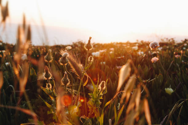 istock Wild meadow flowers on sunset background 1127080481