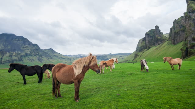Group of Icelandic wild horses grazing on a green pasture in Iceland