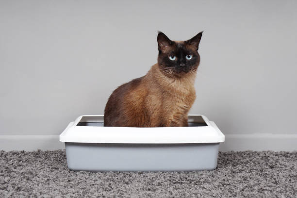 house-trained cat sitting in cat toilet or litter box - litter imagens e fotografias de stock